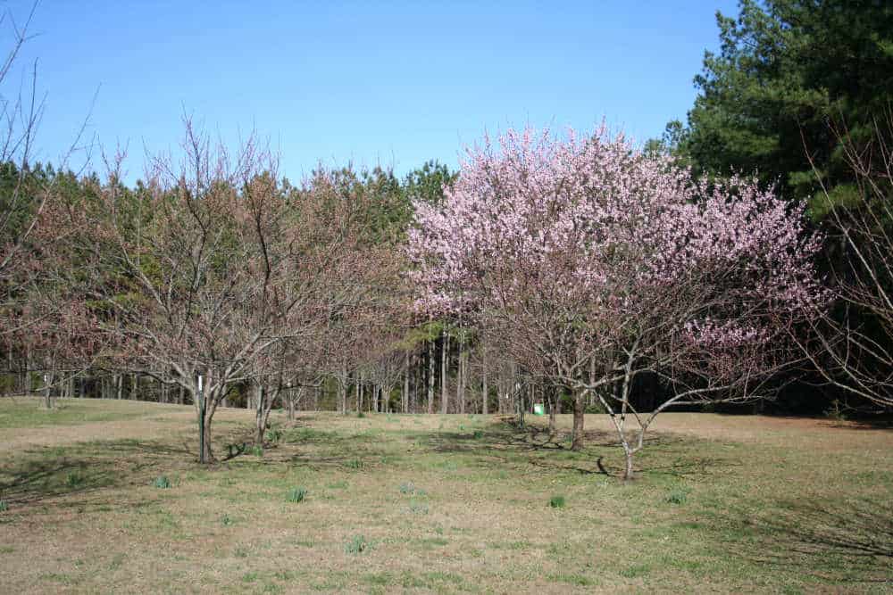 Find out how to Plant a Peach Tree